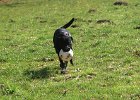 IMG 2586