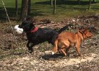 IMG 2587  Lenny und Leo - Tanz den Ball