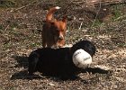 IMG 2588  Leo schaut