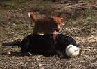 IMG 2589  Leo und Lenny