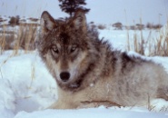 Ein Yellowstone-Wolf